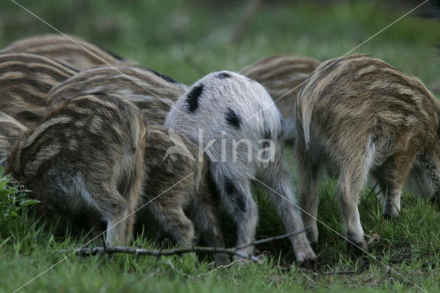 Wild Boar (Sus scrofa)