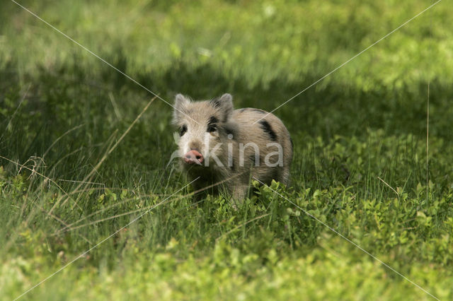 Wild Boar (Sus scrofa)