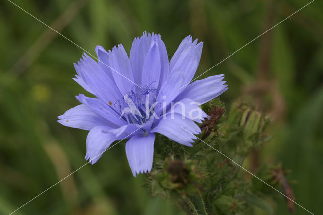 Chicory (Cichorium intybus)