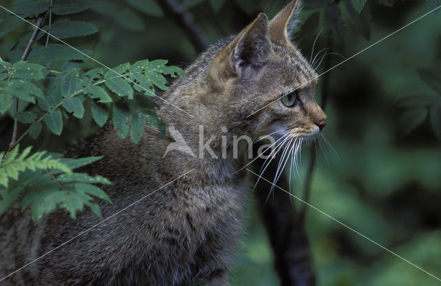 Wilde kat (Felis silvestris)