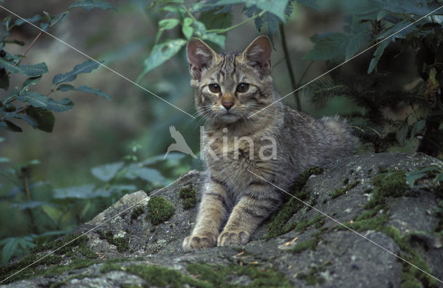 Wilde kat (Felis silvestris)