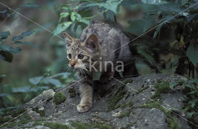 Wilde kat (Felis silvestris)