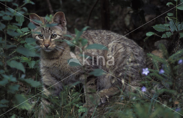 Wilde kat (Felis silvestris)