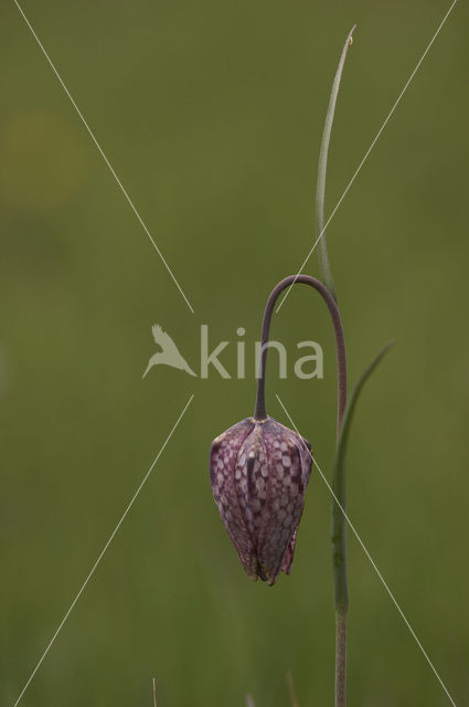 Wilde kievitsbloem (Fritillaria meleagris)