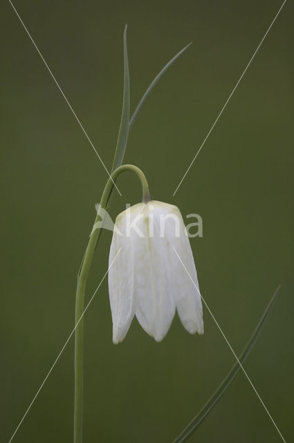 Wilde kievitsbloem (Fritillaria meleagris)