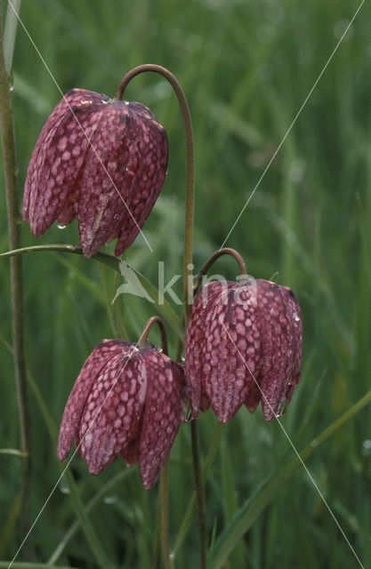 Wilde kievitsbloem (Fritillaria meleagris)