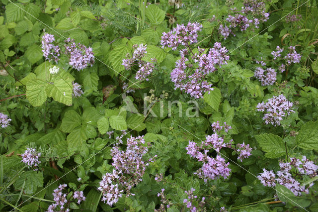 Wild Marjoram (Origanum vulgare)