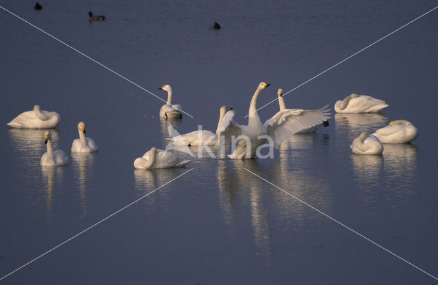 Whooper Swan (Cygnus cygnus)