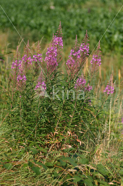 Wilgeroosje (Chamerion angustifolium)