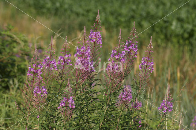 Wilgeroosje (Chamerion angustifolium)