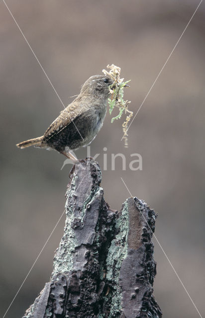 Winterkoning (Troglodytes troglodytes)