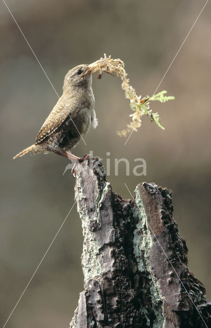 Winterkoning (Troglodytes troglodytes)