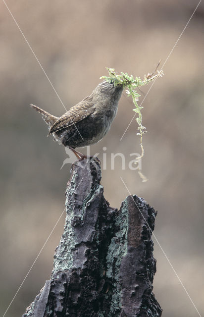 Winterkoning (Troglodytes troglodytes)