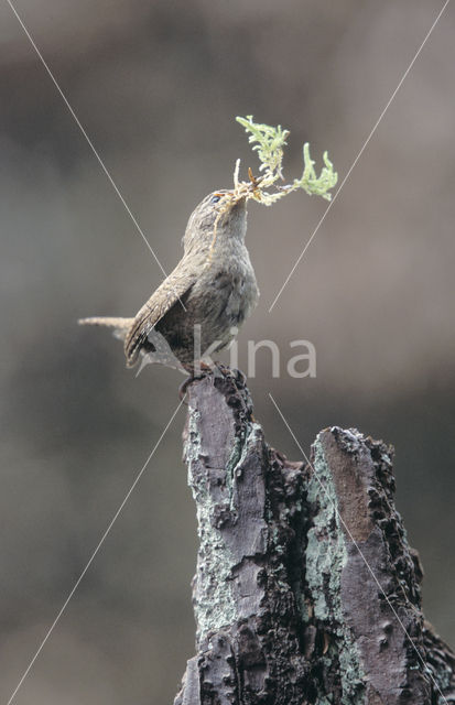 Winterkoning (Troglodytes troglodytes)