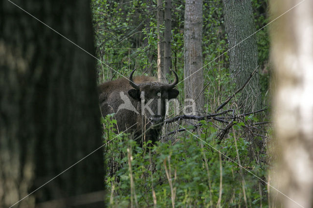 Wisent (Bison bonasus)