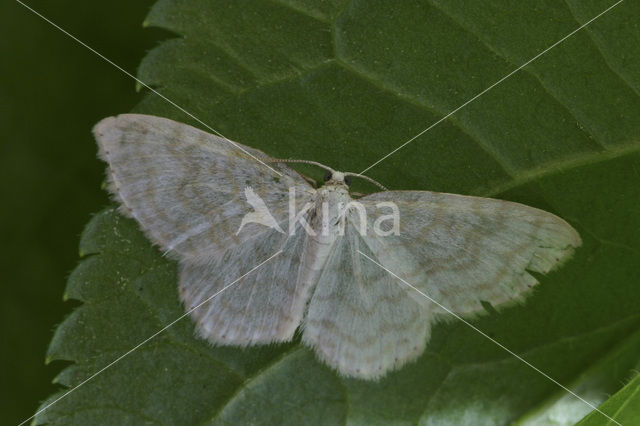 Small White Wave (Asthena albulata)