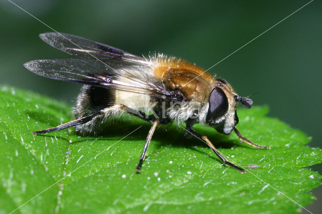 Withaarmelkzwever (Leucozona lucorum)