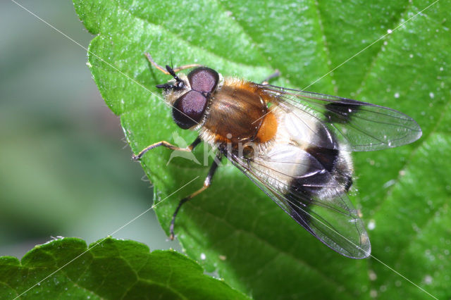 hoverfly (Leucozona lucorum)