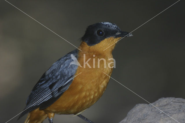 Snowy-crowned Robin-Chat (Cossypha niveicapilla)