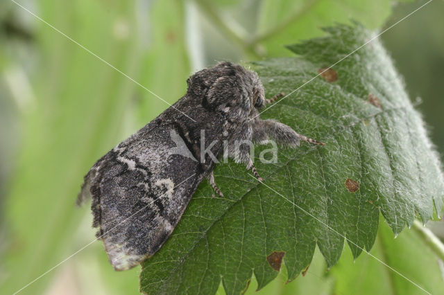 Oak Marbled Brown (Drymonia querna)