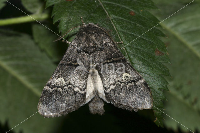 Oak Marbled Brown (Drymonia querna)