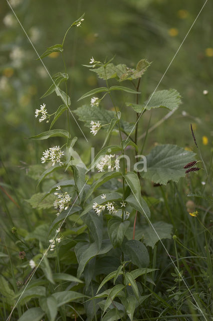 Common Vincetoxicum (Vincetoxicum hirundinaria)