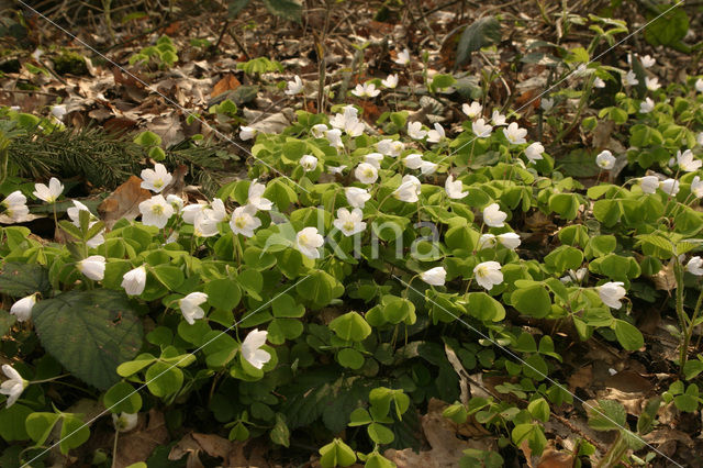 Witte klaverzuring (Oxalis acetosella)