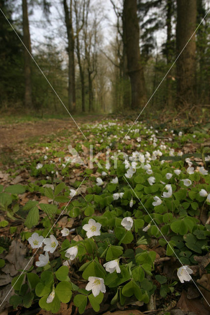 Witte klaverzuring (Oxalis acetosella)