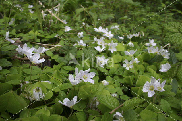 Witte klaverzuring (Oxalis acetosella)