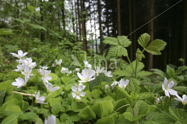 Wood-sorrel (Oxalis acetosella)