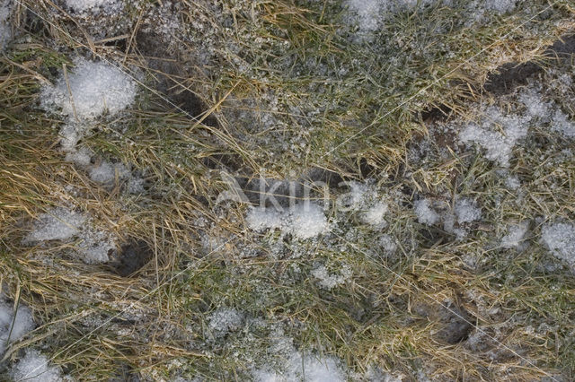 Brandt’s Vole (Microtus brandti)