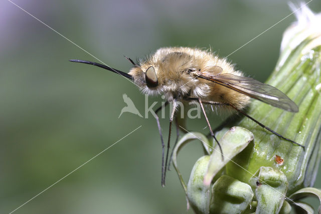 Wolzwever (Bombylius venosus)