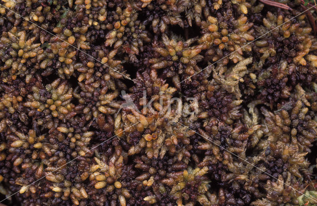 Papillose Bog-moss (Sphagnum papillosum)