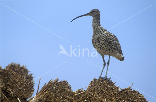 Eurasian Curlew (Numenius arquata)