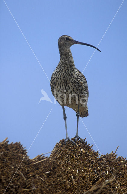 Eurasian Curlew (Numenius arquata)