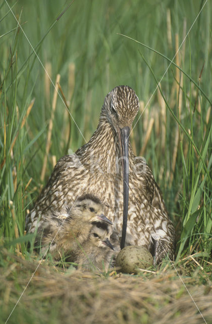 Eurasian Curlew (Numenius arquata)