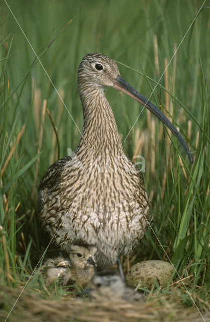 Eurasian Curlew (Numenius arquata)