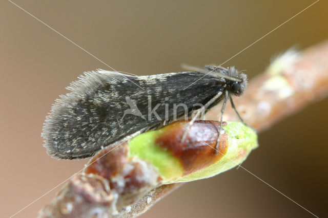 Bagworm Moth sp