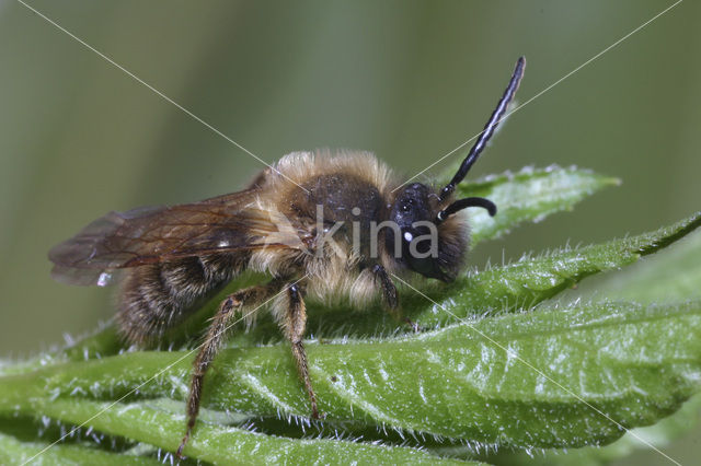 mining bee (Andrena sp.)