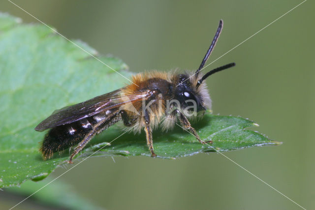 mining bee (Andrena sp.)