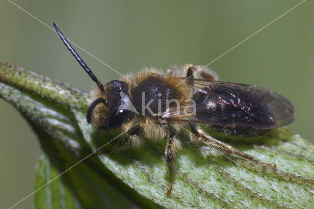 mining bee (Andrena sp.)