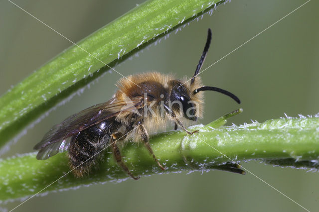 mining bee (Andrena sp.)