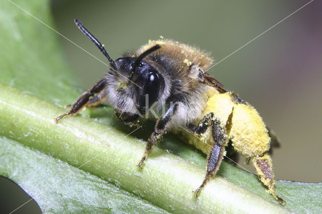 mining bee (Andrena sp.)