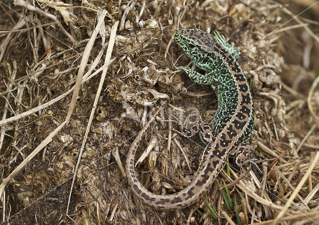 Sand Lizard (Lacerta agilis)