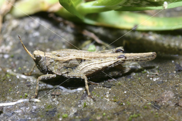 Zeggedoorntje (Tetrix subulata)