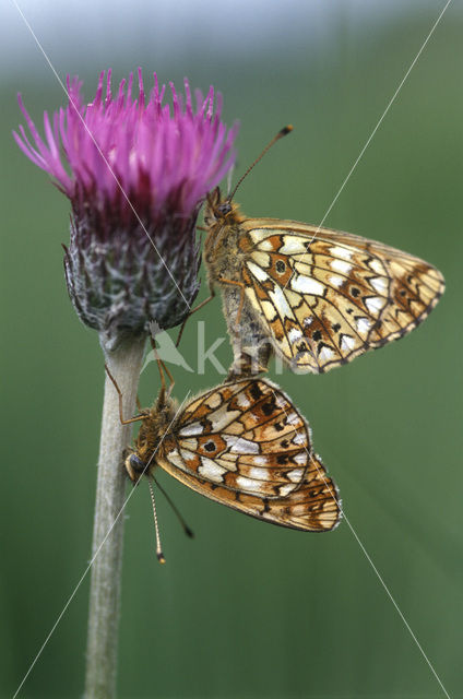 Zilveren maan (Boloria selene)