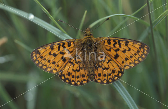 Small Pearl-Bordered Fritillary (Boloria selene)