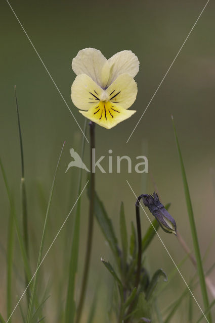 Zinkviooltje (Viola lutea ssp. calaminaria)