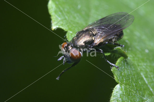 Zomerse glimmer (Orthonevra nobilis)