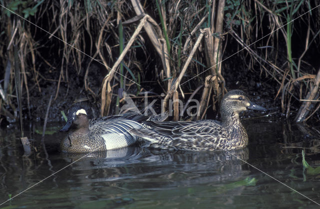 Garganey (Anas querquedula)